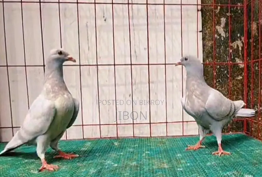 র‍্যাচার বেবি