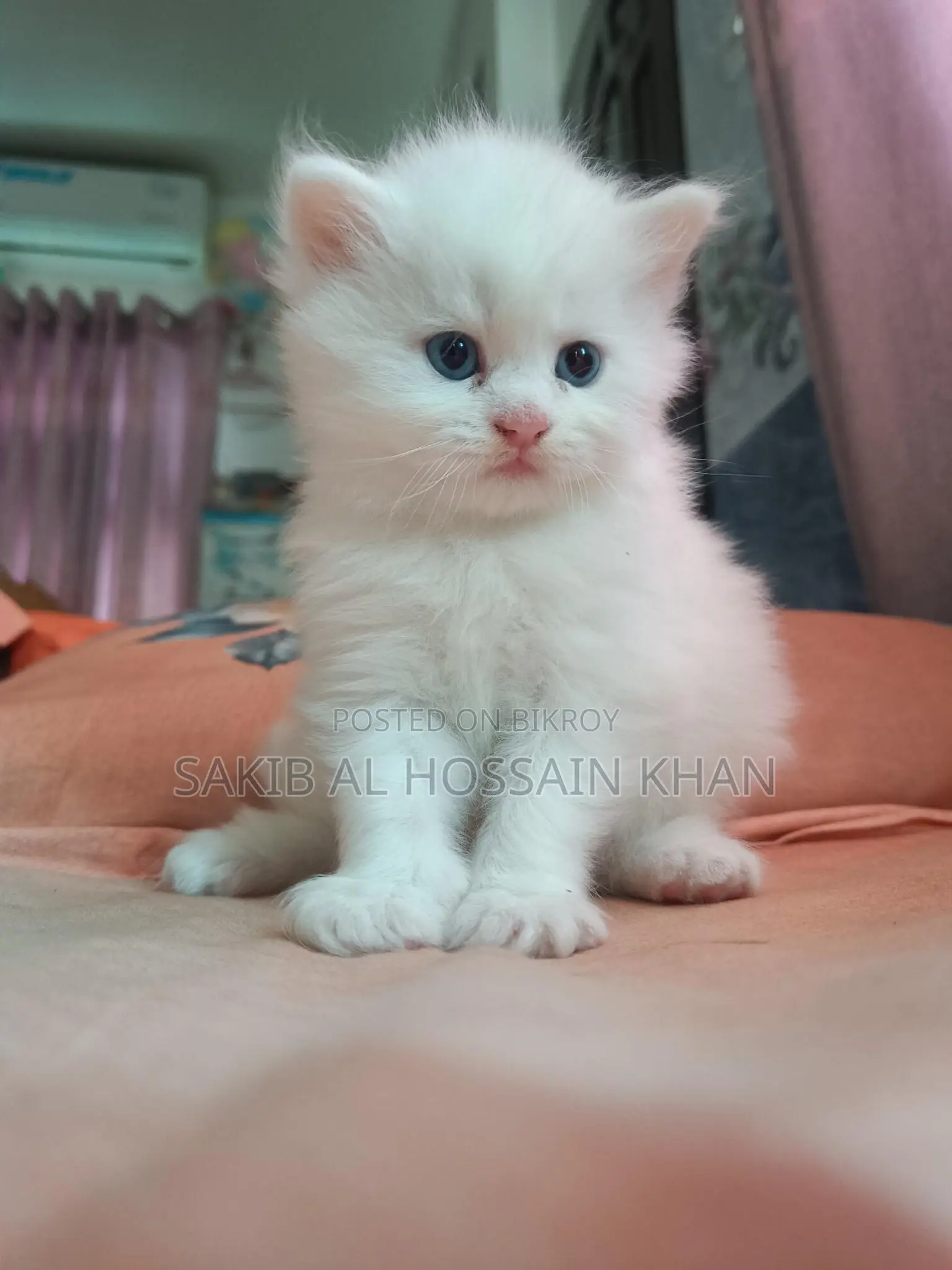 Traditional Persian Cat