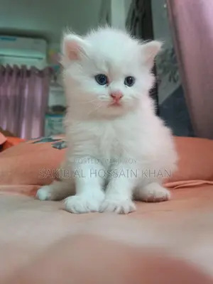 Traditional Persian Cat