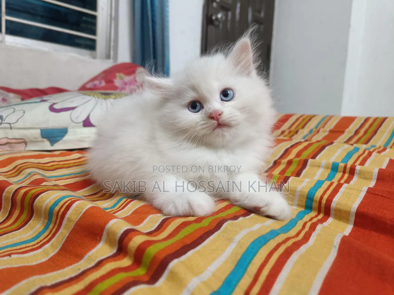 Traditional Persian Cat