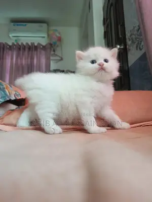 Traditional Persian Cat