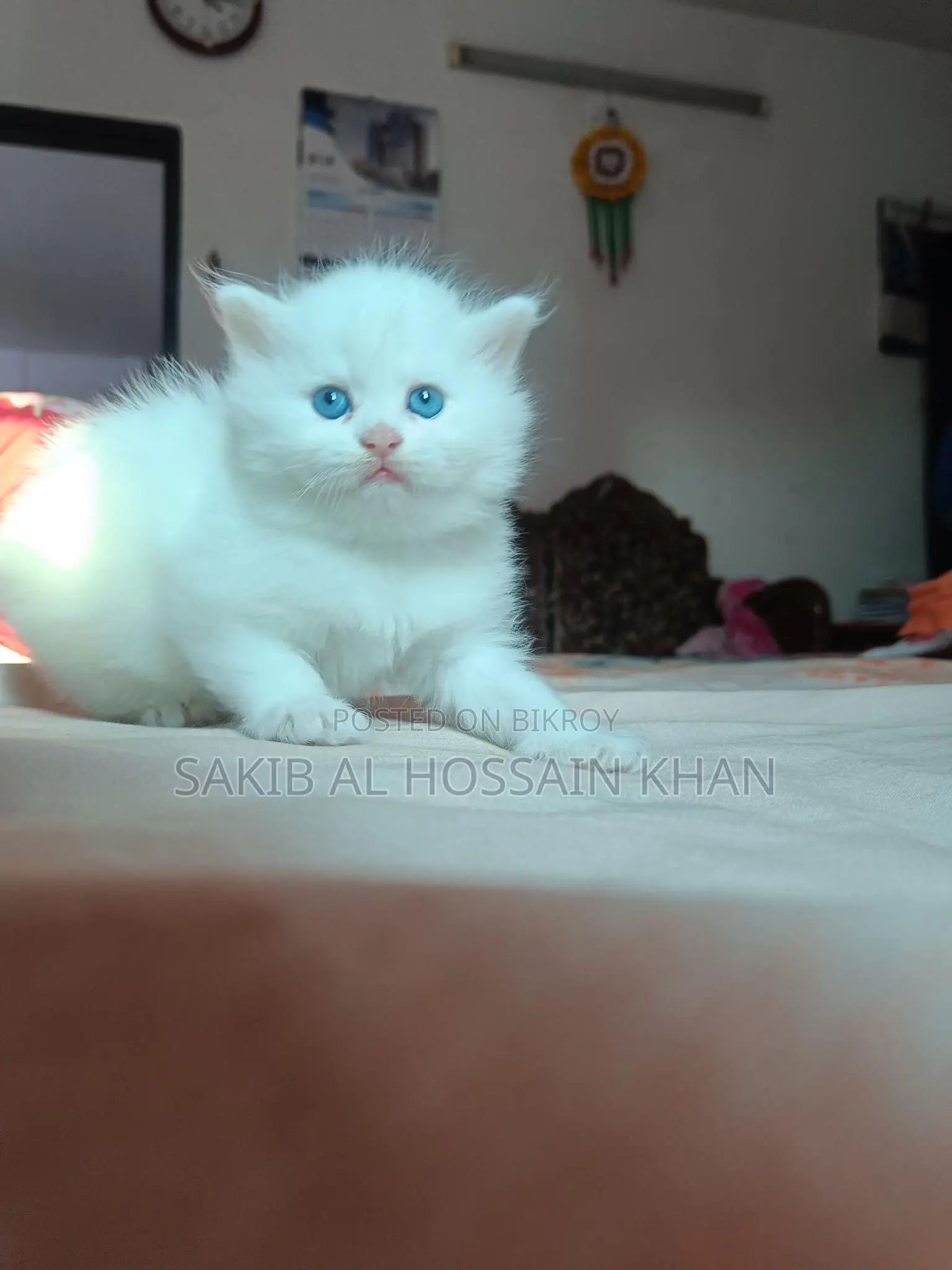 Traditional Persian Cat