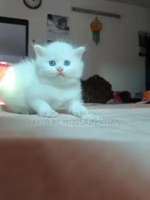 Traditional Persian Cat