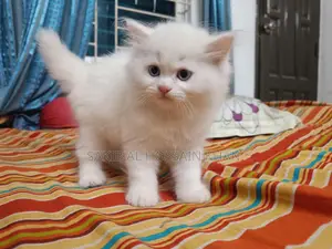 Traditional Persian Cat
