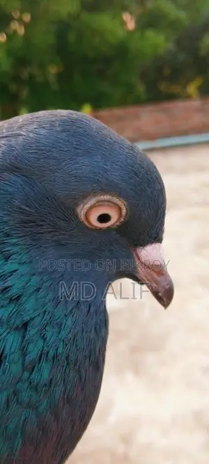 Pigeons for Sale