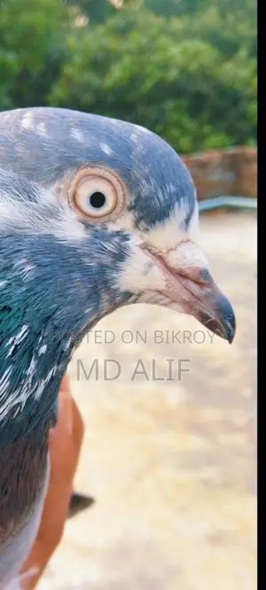 Pigeons for Sale