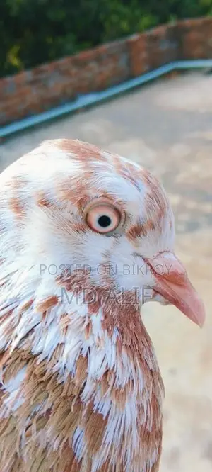 Pigeons for Sale