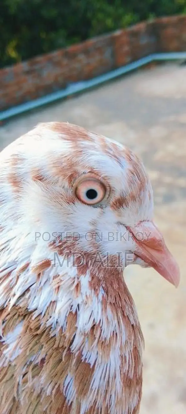 Pigeons for Sale