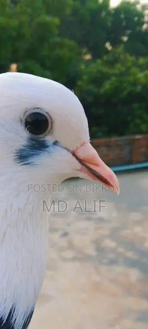 Pigeons for Sale