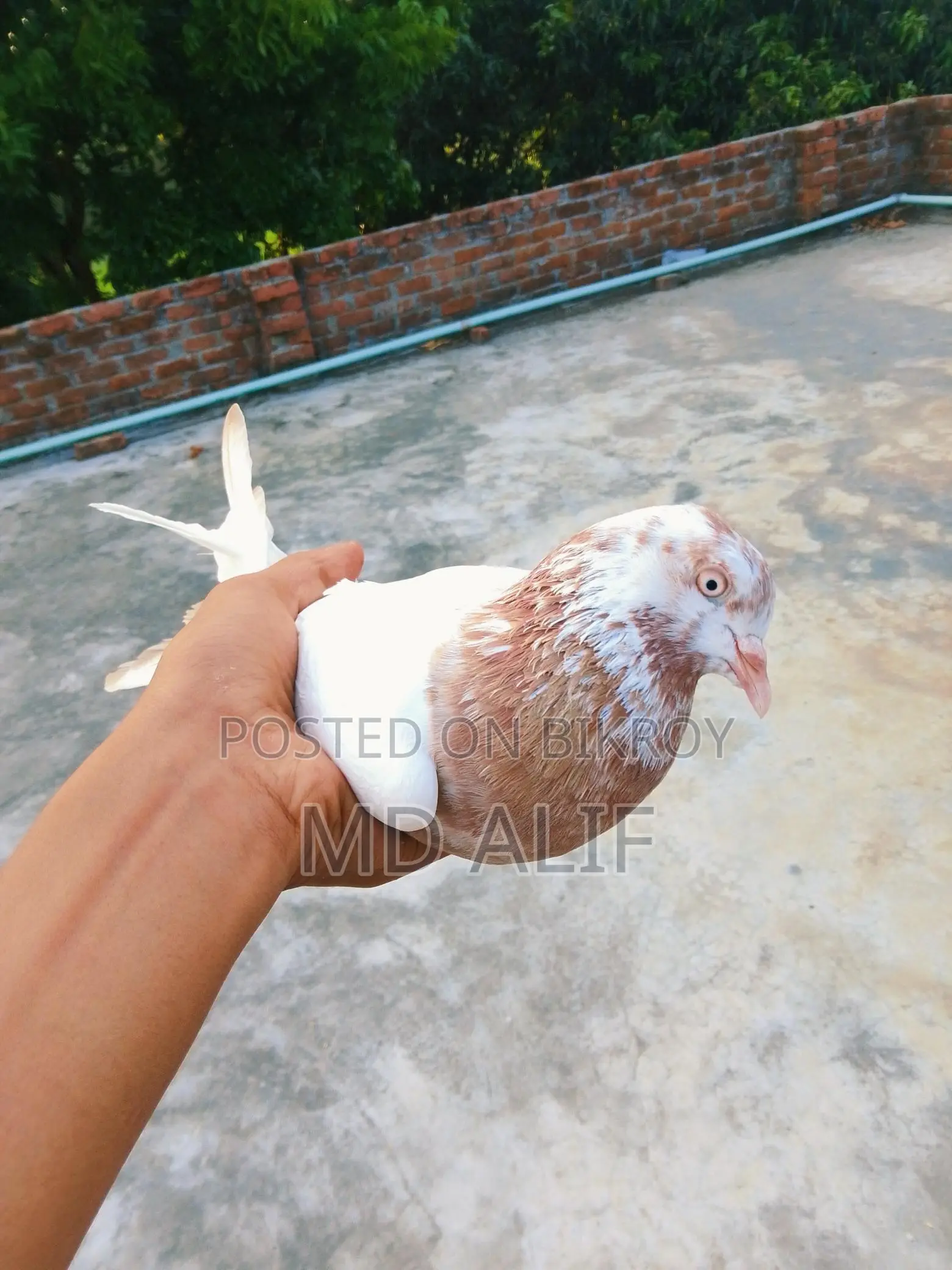 Pigeons for Sale