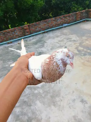Pigeons for Sale