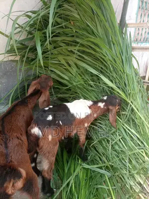 Grass Cuttings for Sale