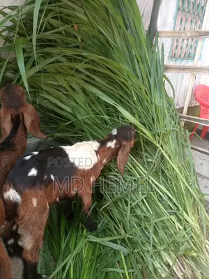 Grass Cuttings for Sale