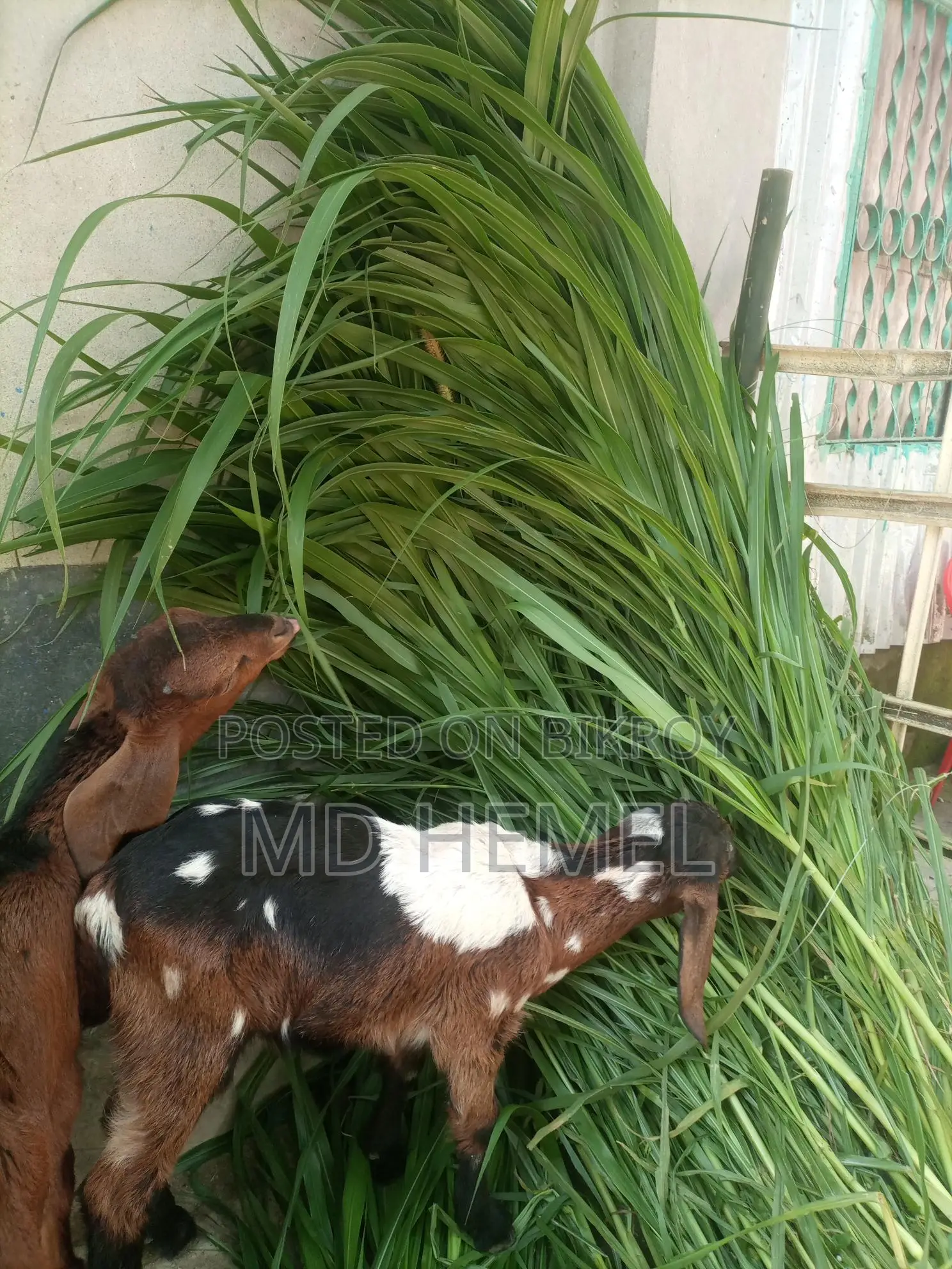 Grass Cuttings for Sale