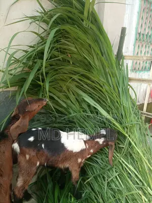 Grass Cuttings for Sale