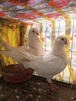 King Pigeon