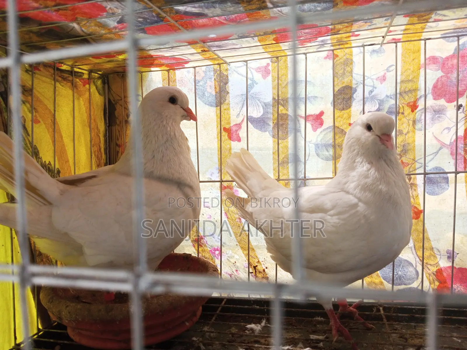 King Pigeon