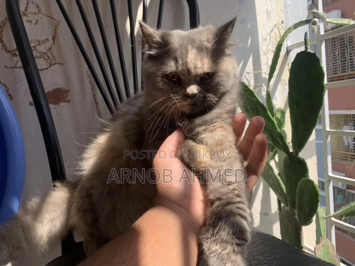Persian Cat for Sale