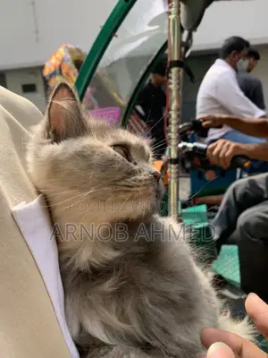 Persian Cat for Sale