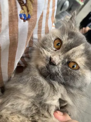 Persian Cat for Sale