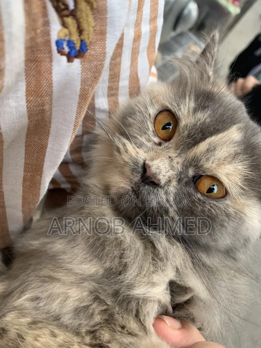 Persian Cat for Sale