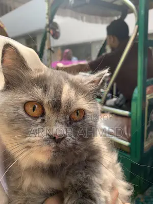 Persian Cat for Sale