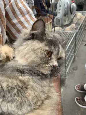 Persian Cat for Sale