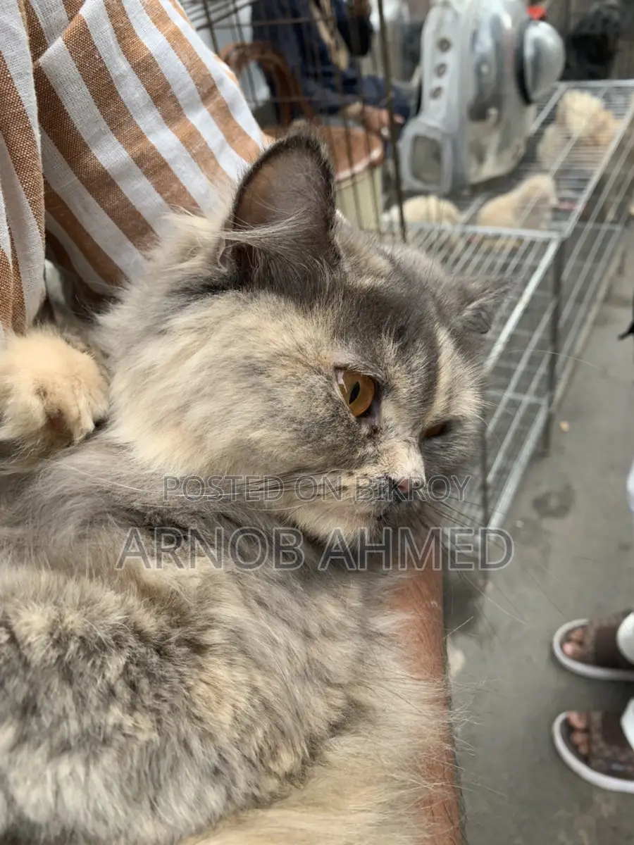 Persian Cat for Sale