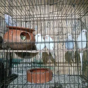 Selling Budgie Birds