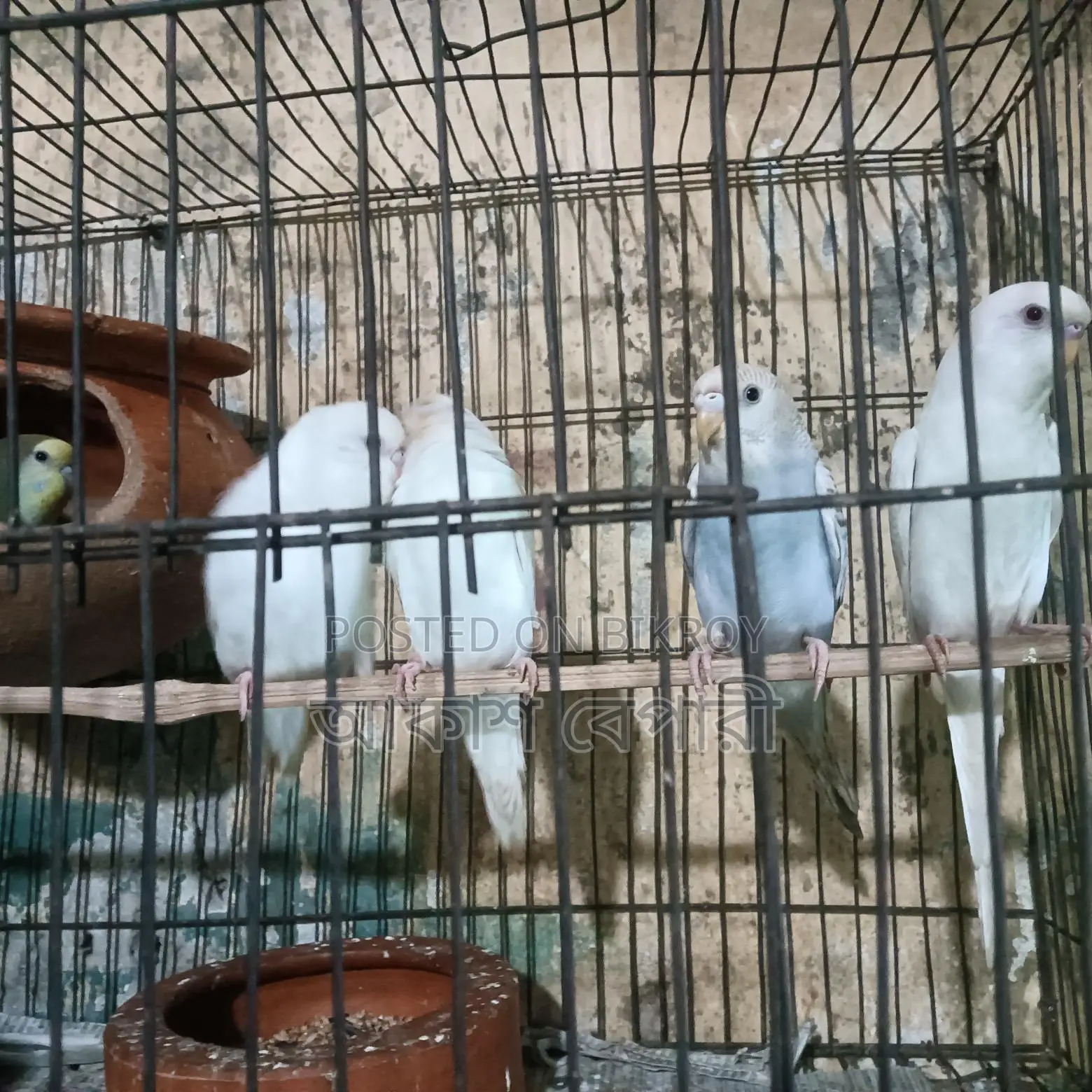 Selling Budgie Birds