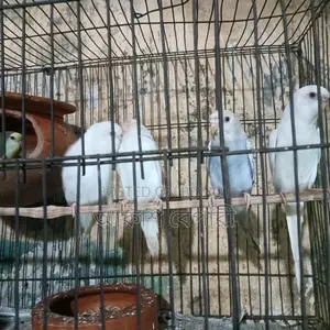 Selling Budgie Birds