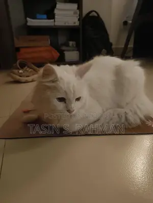 Premium White Persian Cat For Sale (female)