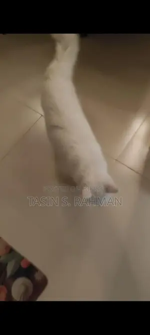 Premium White Persian Cat For Sale (female)