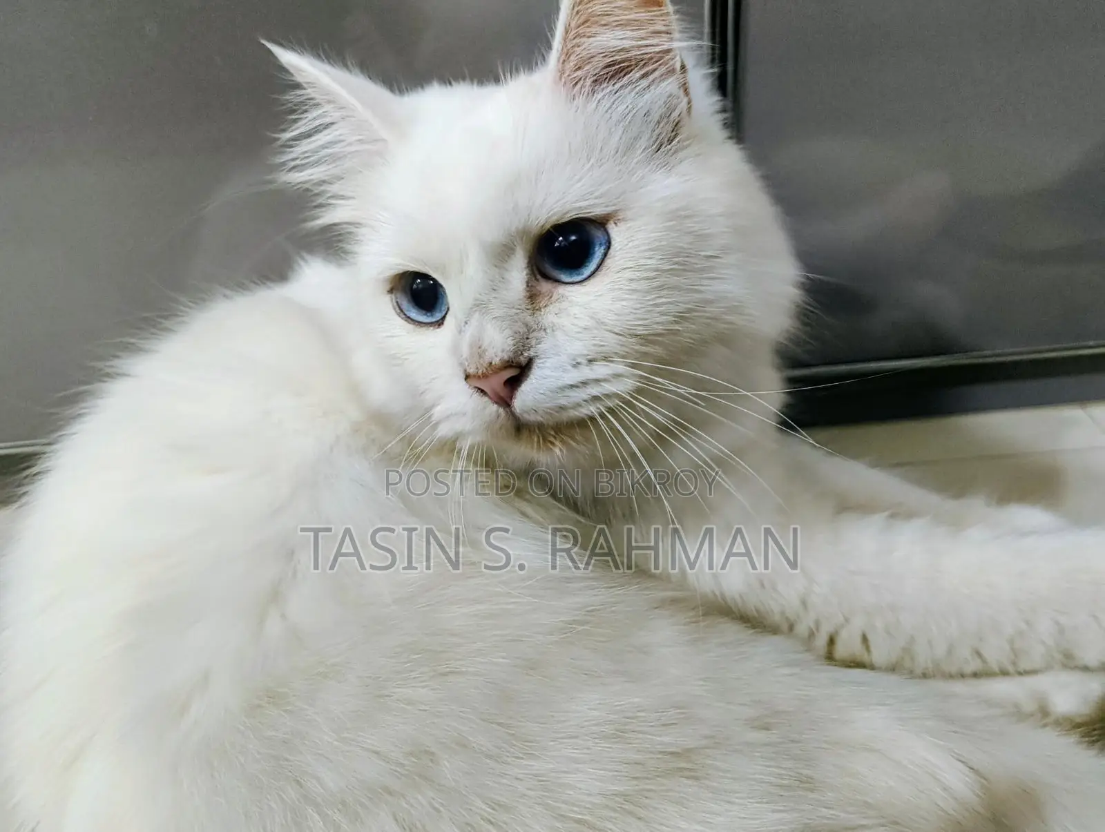 Premium White Persian Cat For Sale (female)