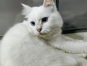 Premium White Persian Cat For Sale (female)