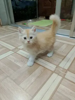 Pure Persian Kitten