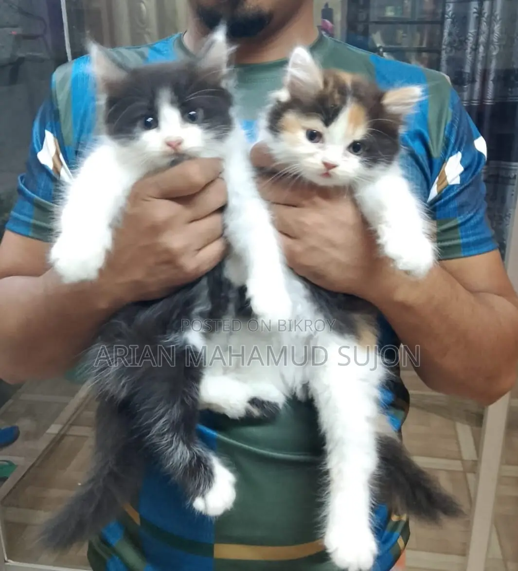 Pure Persian Kitten