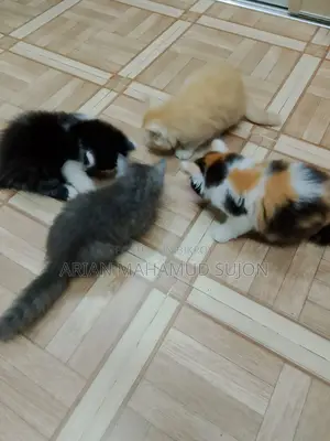 Pure Persian Kitten
