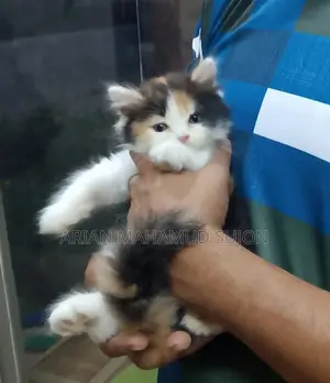 Pure Persian Kitten