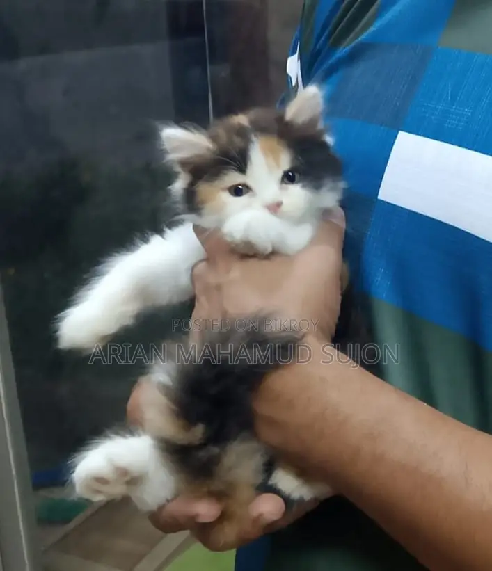 Pure Persian Kitten