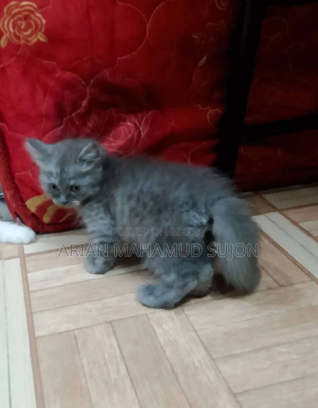 Pure Persian Kitten