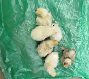 Egyptian Fayoumi, Brahma, Silkie