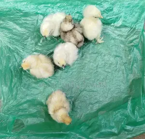 Egyptian Fayoumi, Brahma, Silkie