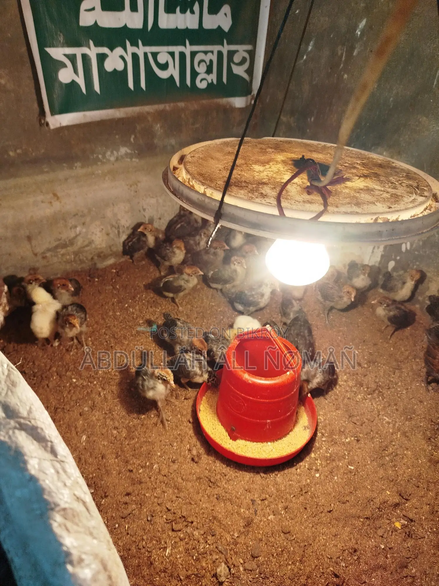 Egyptian Fayoumi, Brahma, Silkie