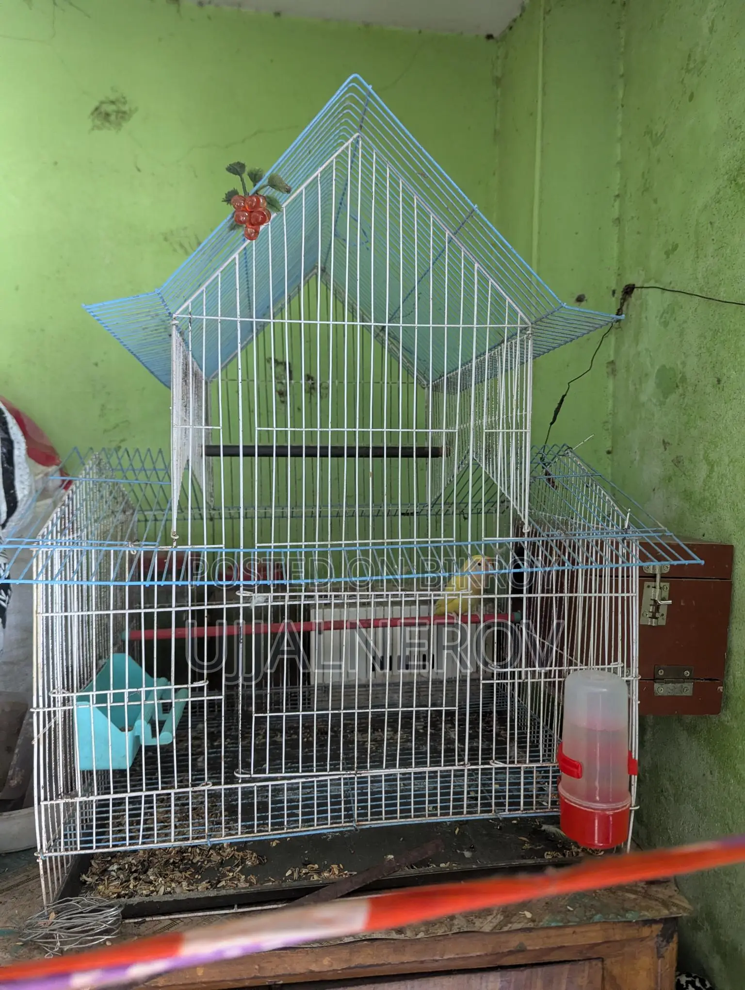 খাঁচা ডিম সহ লাব্বাত পাখি