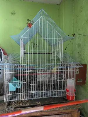 Lovebird with Cage and Eggs