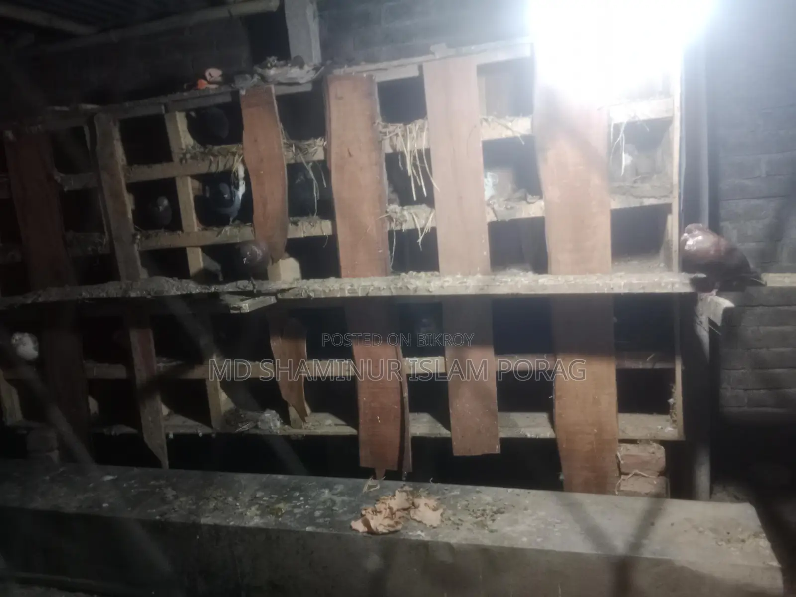 2 Pigeon Coops and Pigeons