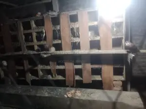 2 Pigeon Coops and Pigeons