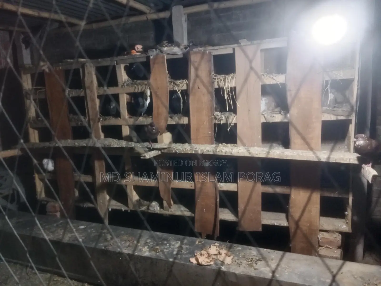 2 Pigeon Coops and Pigeons