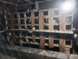 2 Pigeon Coops and Pigeons